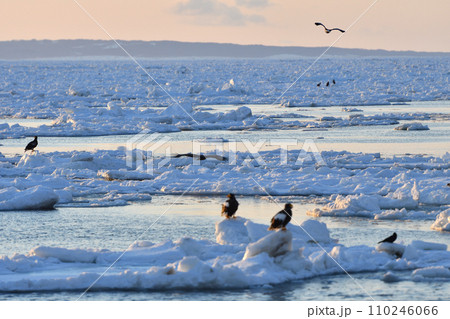 ワシ、羅臼の流氷、知床半島、北海道 110246066