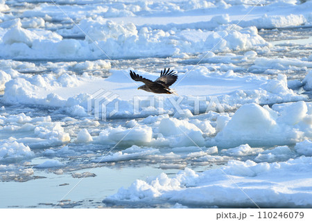 ワシ、羅臼の流氷、知床半島、北海道 110246079