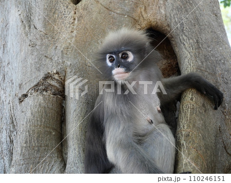 Dusky leaf monkey sitting on tree, Forest mammal with green trees and shrubs Dusky leaf monkey sitting on tree, Forest mammal with green trees and shrubs 110246151