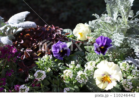 種から育てたフリルパンジーの寄せ植え 種から育てたフリルパンジーの寄せ植え 110246442