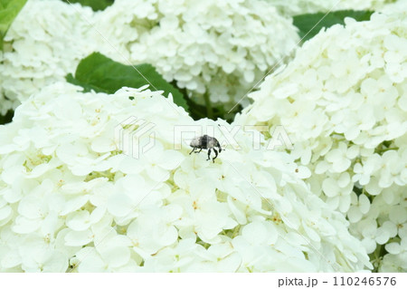 あじさい 110246576