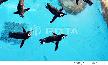 長崎ペンギン水族館のペンギン 110246858