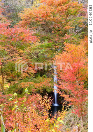埼玉県秩父郡皆野町上日野沢 日野沢三滝のひとつで日光の華厳の滝から名前をとった秩父華厳の滝と紅葉 埼玉県秩父郡皆野町上日野沢 日野沢三滝のひとつで日光の華厳の滝から名前をとった秩父華厳の滝と紅葉 110246863