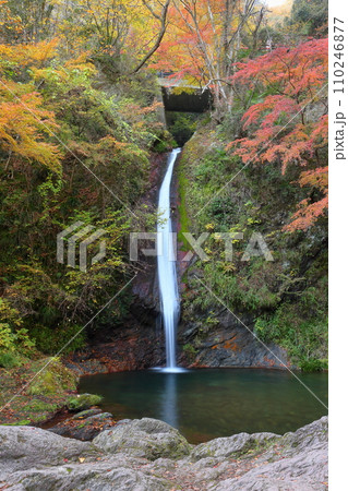 埼玉県秩父郡皆野町上日野沢　日野沢三滝のひとつで日光の華厳の滝から名前をとった秩父華厳の滝と紅葉 110246877
