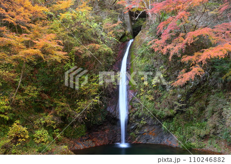 埼玉県秩父郡皆野町上日野沢　日野沢三滝のひとつで日光の華厳の滝から名前をとった秩父華厳の滝と紅葉 110246882