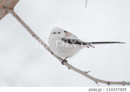 雪の妖精 シマエナガ(Long-tailed tit) 110247895