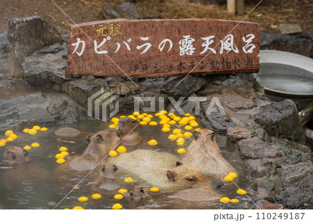 カピバラ - 入浴中 カピバラ - 入浴中 110249187