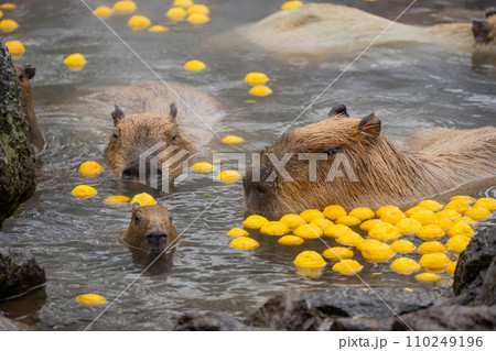カピバラ - 入浴中 110249196