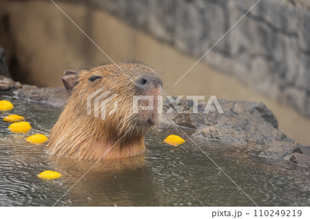 カピバラ - 入浴中 110249219
