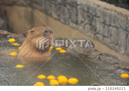 カピバラ - 入浴中 110249221