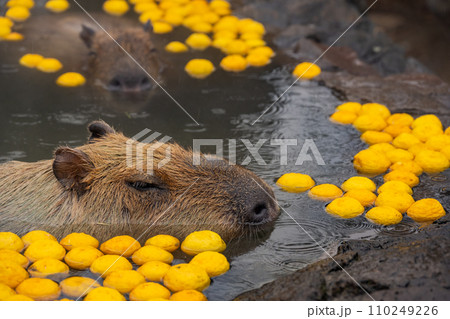カピバラ - 入浴中 カピバラ - 入浴中 110249226