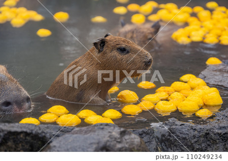 カピバラ - 入浴中 110249234