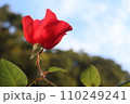庭先の植物 110249241