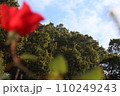 庭先の植物 110249243