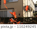 庭先の植物 110249245