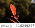 庭先の植物 110249247