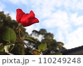 庭先の植物 110249248