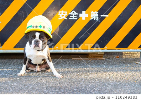 工事現場て安全第一のヘルメット帽子を被って可愛く見つめるボストンテリアのマイティ君♡ 工事現場て安全第一のヘルメット帽子を被って可愛く見つめるボストンテリアのマイティ君♡ 110249383