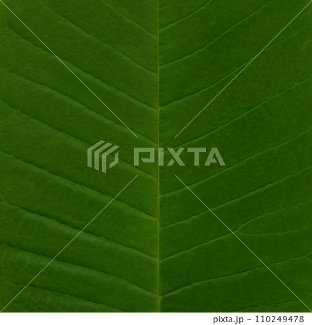 葉脈が美しい、大きな朴の葉っぱ 110249478