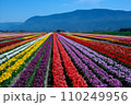 ABBOTSFORD TULIP FESTIVAL brought to you by Lakeland Flowers Tulips Colorful blooming flowers on plantation farm field at sunny spring day with mountains and highway on the background. 110249956
