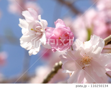 青空に映える桜 青空に映える桜 110250134