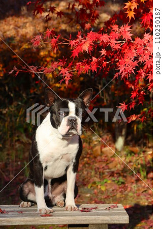 美しい紅葉の前に座って可愛く見つめるボストンテリアのマイティ君♡ 110250187