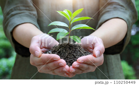 新芽を持つ手（AI生成画像） 110250449