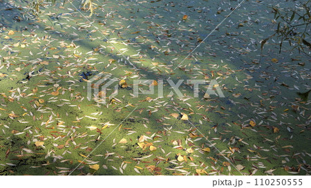 An old pond and autumn foliage 110250555