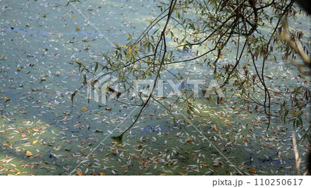 An old pond and autumn foliage An old pond and autumn foliage 110250617