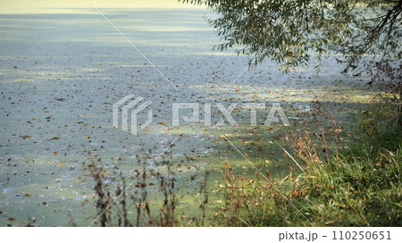 A pond in the park covered in thick layers of mud... 110250651