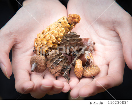 Dried pine cones arranged on hand.  110250854
