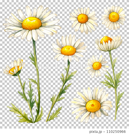 watercolor drawing, set of chamomile flowers and leaves. botanical illustration medical chamomile. watercolor drawing, set of chamomile flowers and leaves. botanical illustration medical chamomile. 110250966
