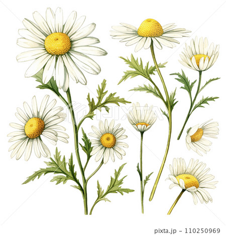 watercolor drawing, set of chamomile flowers and leaves. botanical illustration medical chamomile. 110250969