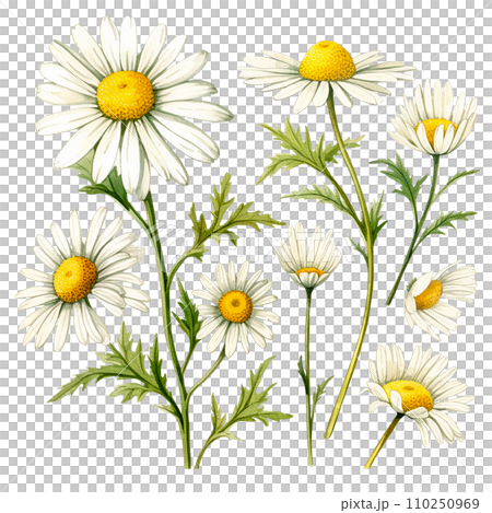 watercolor drawing, set of chamomile flowers and leaves. botanical illustration medical chamomile. 110250969
