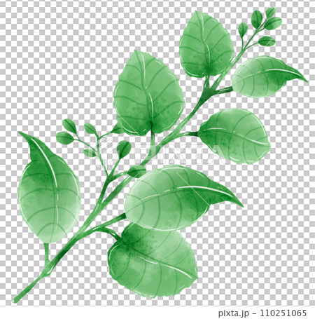 Watercolor hand drawn illustration leaves and branch for wedding invitation bridal shower greeting card 110251065