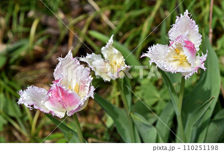 チューリップ(桃色フリンジ咲き) チューリップ(桃色フリンジ咲き) 110251198