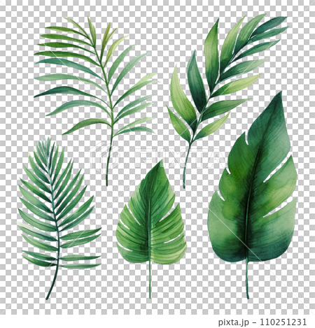 watercolor drawing, set of tropical palm leaves, monstera. tropical forests, clipart watercolor drawing, set of tropical palm leaves, monstera. tropical forests, clipart 110251231