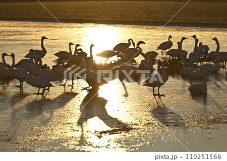 白鳥の飛来、宇都宮、栃木県 白鳥の飛来、宇都宮、栃木県 110251568