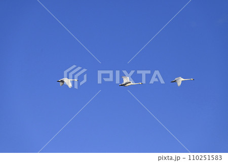 白鳥の飛来、宇都宮、栃木県 110251583