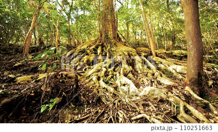 登山道で見つけた御神木を感じさせる木 110251663
