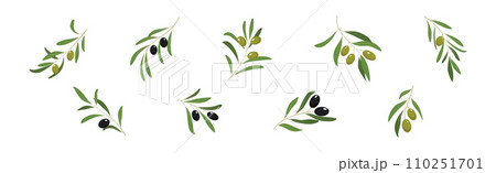 Green and Black Olive Twigs with Leaves Vector Set 110251701