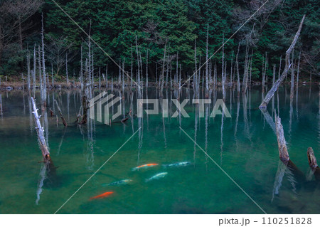 一ノ俣桜公園 110251828