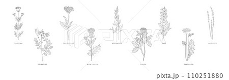 Medical Herbs and Plant Hand Drawn on Stem with Latin Names Vector Set 110251880
