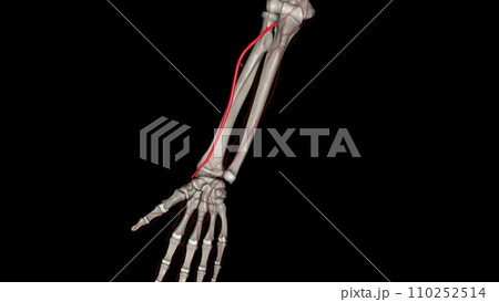 The radial artery is one branch of the brachial artery, a major blood vessel in the upper arm 110252514
