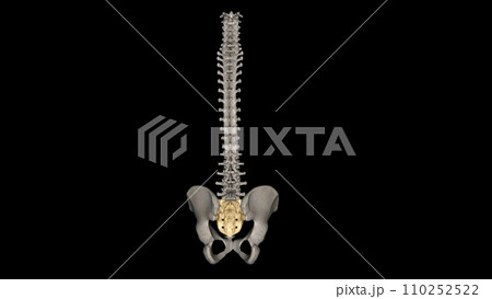 The sacrum is the triangular bone just below the lumbar vertebrae The sacrum is the triangular bone just below the lumbar vertebrae 110252522