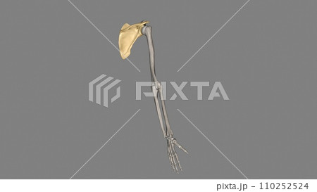 The scapula is a flat, triangular-shaped bone The scapula is a flat, triangular-shaped bone 110252524
