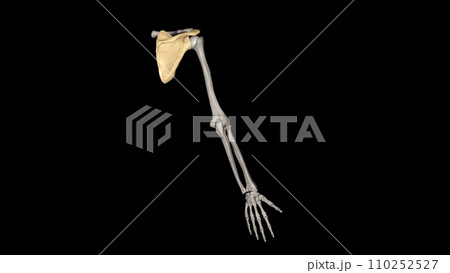The scapula is a flat, triangular-shaped boneのイラスト素材 [110252527] - PIXTA