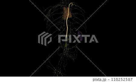 The function of the thoracic duct is to transport lymph back into the circulatory system The function of the thoracic duct is to transport lymph back into the circulatory system 110252587