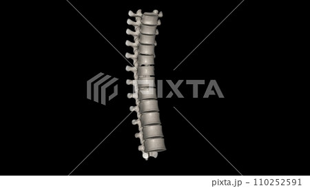 In vertebrates, thoracic vertebrae compose the middle segment of the vertebral column, In vertebrates, thoracic vertebrae compose the middle segment of the vertebral column, 110252591