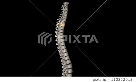 Twelve vertebrae are located in the thoracic spine and are numbered T-1 to T-12 Twelve vertebrae are located in the thoracic spine and are numbered T-1 to T-12 110252612